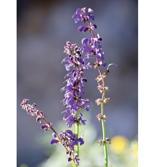 Clary Sage French Essential Oil