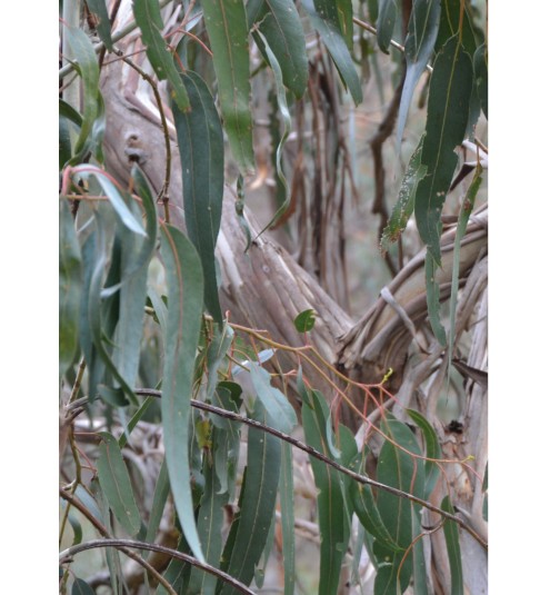 Eucalyptus Radiata Organic Essential Oil