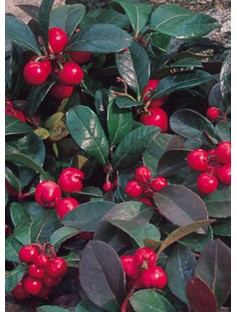 Wintergreen Natural Chinese Essential Oil