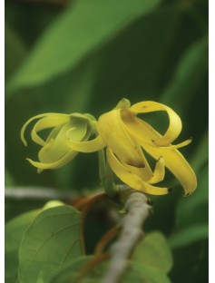Ylang Ylang Complete Organic Essential Oil